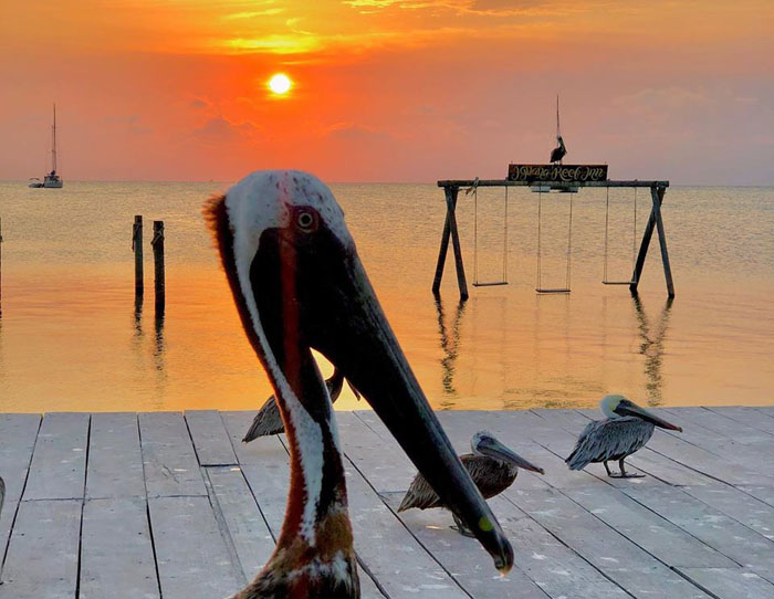 Caye Caulker Pelican