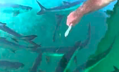 Caye Caulker Tarpon Feeding