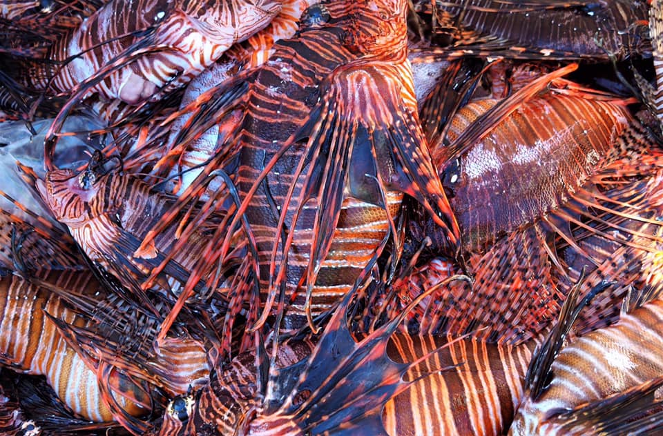 lionfish