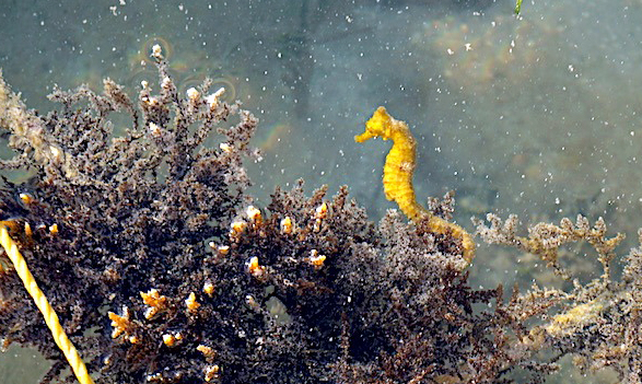 Caye Caulker Seahorse Reserve