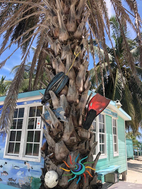 caye caulker snorkeling