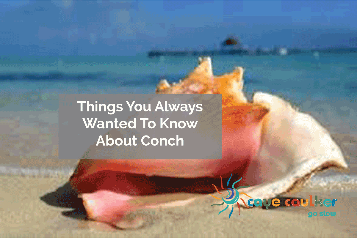 Things You Always Wanted To Know About Conch In Caye Caulker Belize