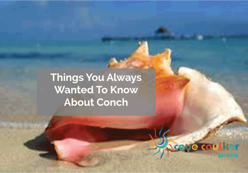 Things You Always Wanted To Know About Conch In Caye Caulker Belize